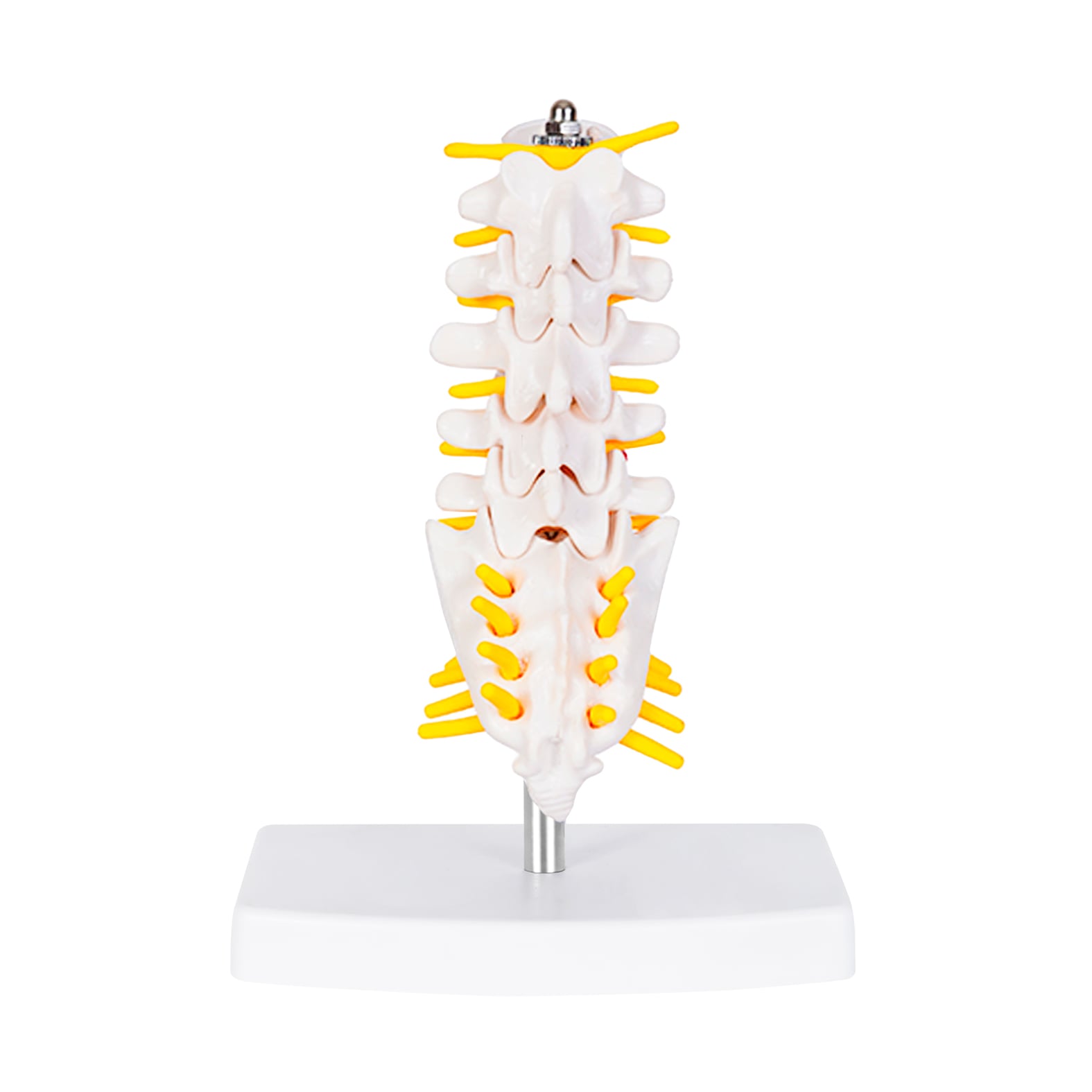 MODELO PVC SACMUSE