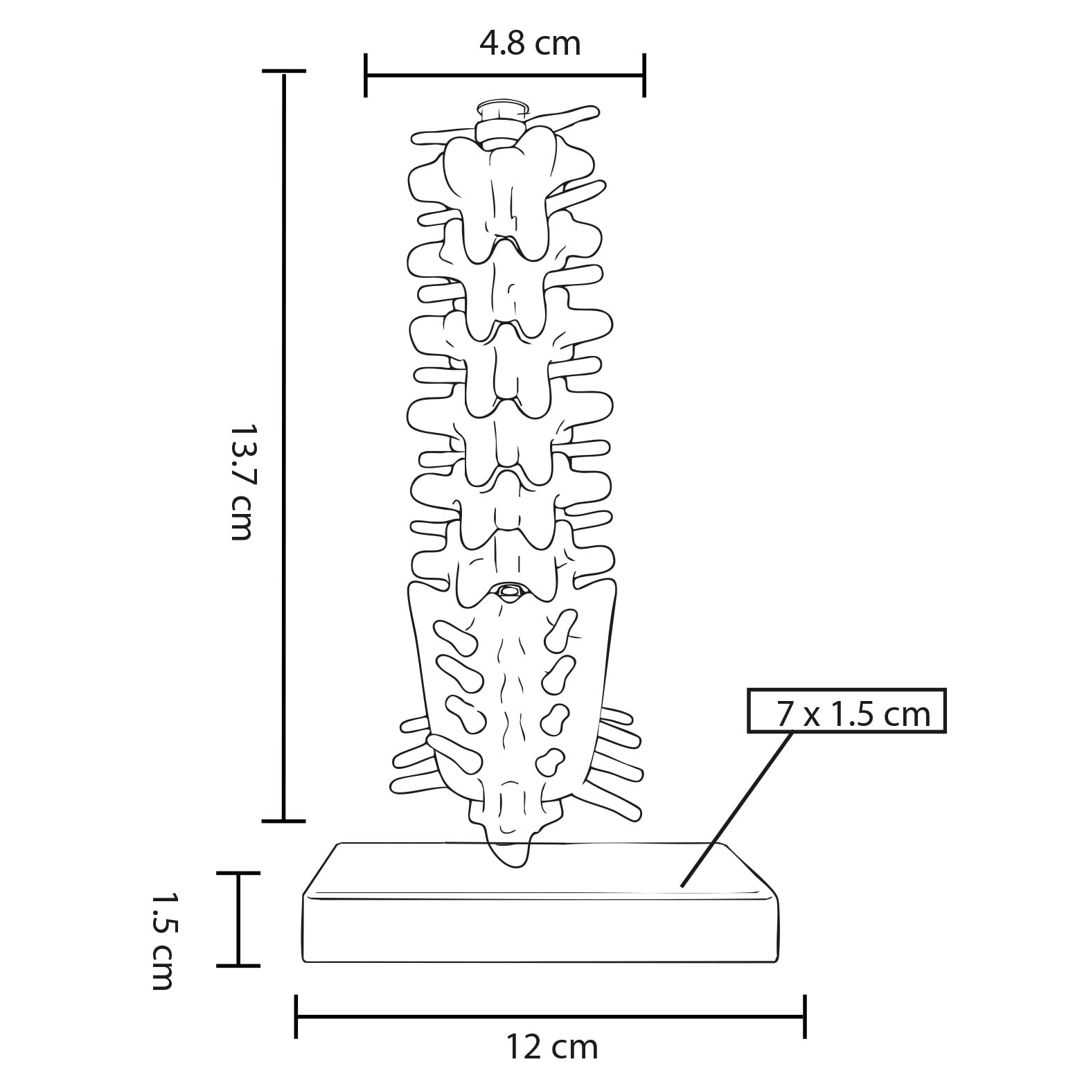 MODELO PVC SACMUSE