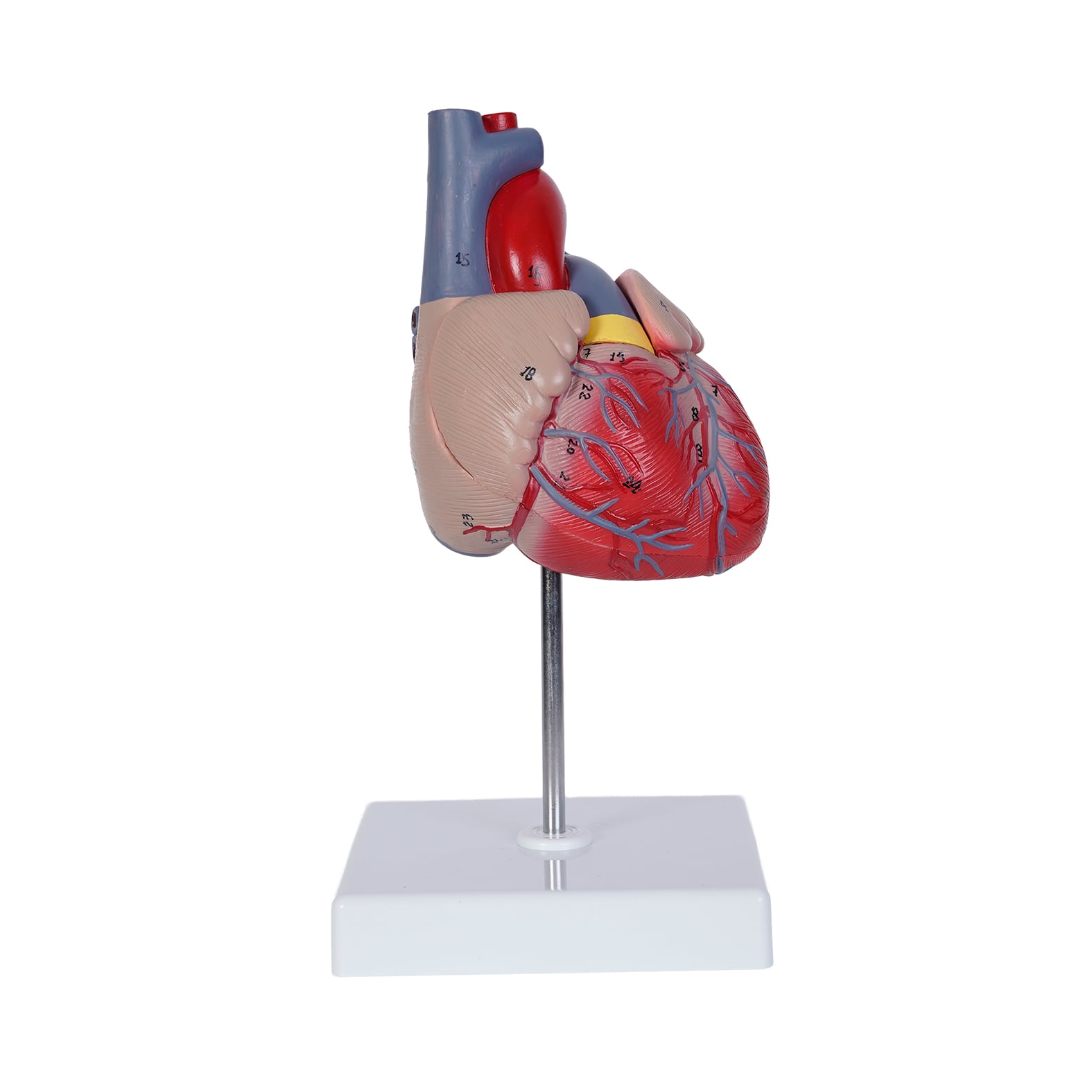 MODELO PVC SACNIX