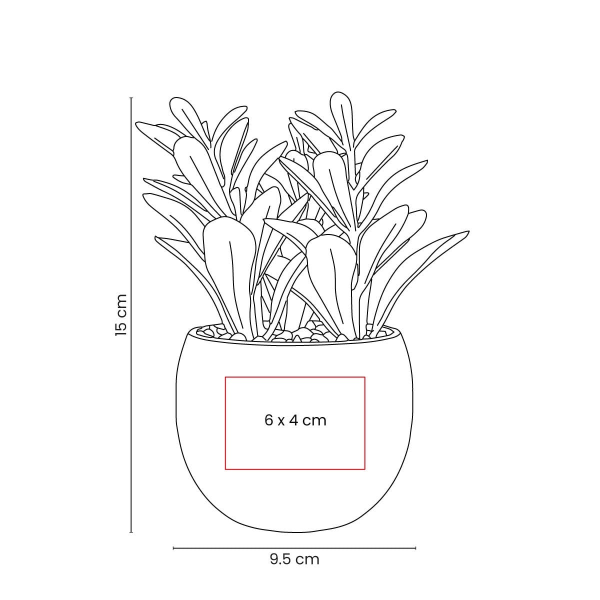 PLANTA GADREK