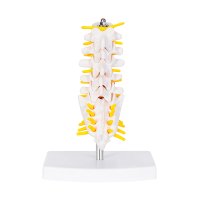 MODELO PVC SACMUSE