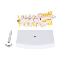 MODELO PVC SACMUSE