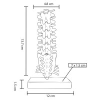 MODELO PVC SACMUSE