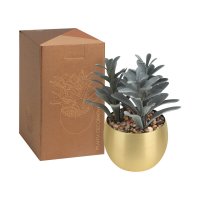 PLANTA GADREK